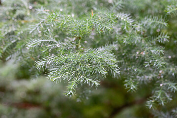 Chamaecyparis pisifera in the park close-up.