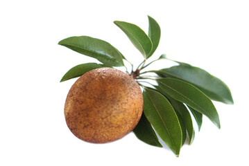 Fresh organic sapodilla fruits, isolated on white background. Concept, tropical fruits with soft brown peel, sweet and delicious. Agriculture crops. Rich in vitamins A and C              