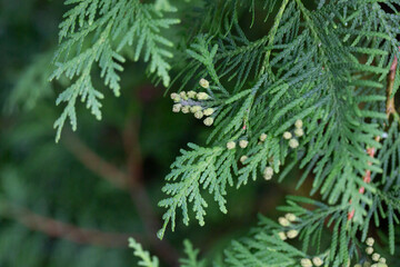 Thuja occidentalis close-up. Green thuja tree branches, background.