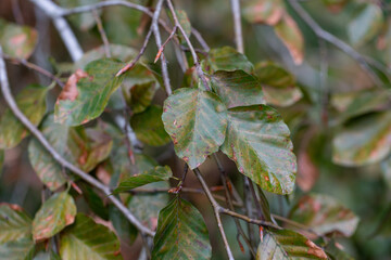 autumn leaves of Fagus sylvatica Pendula close-up. Beech forest, form purple drooping, branches...