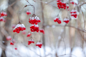 Viburnum opulus (guelder rose) red berries in winter.