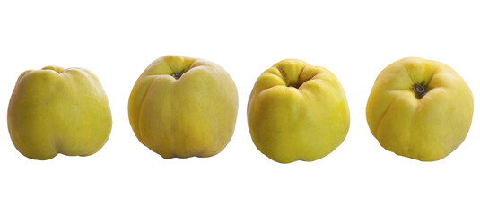 Quinces stand in a row on a white background