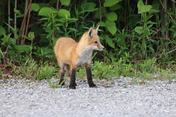 Red fox Vulpes vulpes kit waiting for food