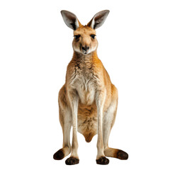 Fototapeta premium Red Kangaroo on Transparent Background