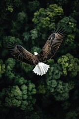 Obraz premium Eagle soaring over lush green forest canopy