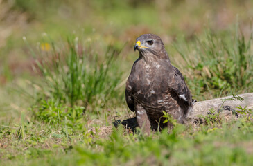 Common Buzzard in autumn at a wet forest