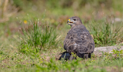 Common Buzzard in autumn at a wet forest