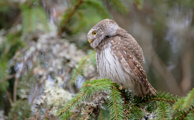 Eurasian Pigmy Owl in a fir grove in spring 