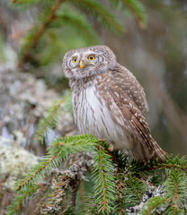 Eurasian Pigmy Owl in a fir grove in spring 