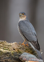 Eurasian Sparrowhawk - adult male at the wet forest in winter