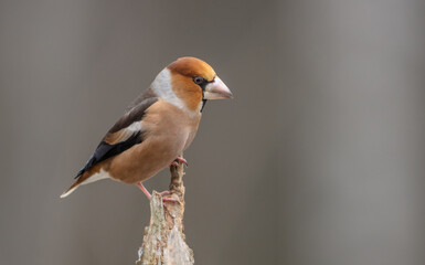The hawfinch - male in autumn at a wet forest