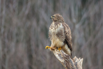 Common Buzzard in winter at a wet forest