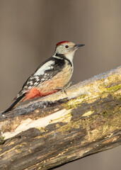 Middle Spotted Woodpecker - in the wet forest in winter
