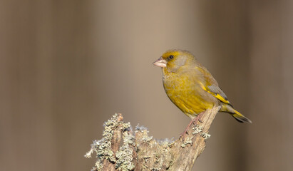 European Greenfinch   in winter at a wetland