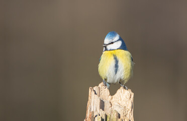 Eurasian Blue Tit - at a wet forest  in early spring