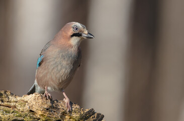 Eurasian Jay - in winter at the wet forest