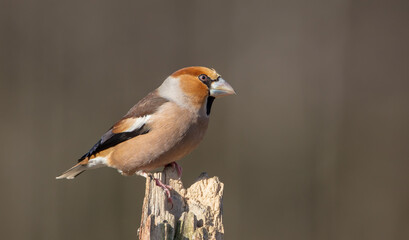 The hawfinch - male in autumn at a wet forest