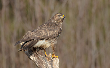 Common Buzzard in winter at a wet forest