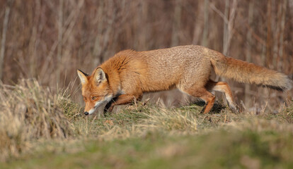 Red fox - in the wet forest in winter