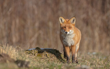 Obraz premium Red fox - in the wet forest in winter