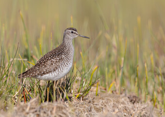 Wood Sandpiper  - in spring on the migration way at wetland