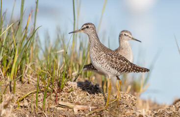 Wood Sandpiper  - in spring on the migration way at wetland