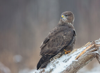 Common Buzzard in winter at a wet forest