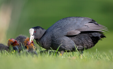 Eurasian coot - adult bird with juveniles in spring