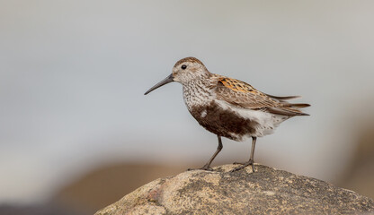 Dunlin - at a seashore on the autumn migration way
