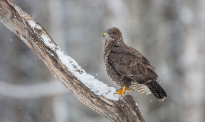 Common Buzzard in winter at a wet forest