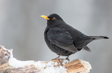 Common blackbird - adult male in winter at a wet forest