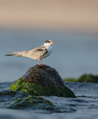 Common tern - juvenile on the autumn migration way at seashore