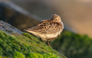 Dunlin - at a seashore on the autumn migration way