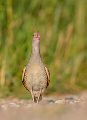 Corn crake - male bird at a meadow in the beginning of the summer