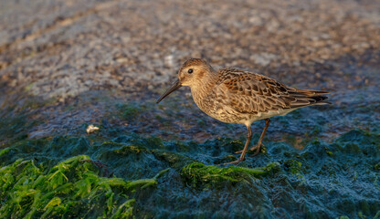 Dunlin - at a seashore on the autumn migration way