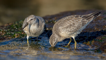 Red Knot - on the autumn migration way at a seashore