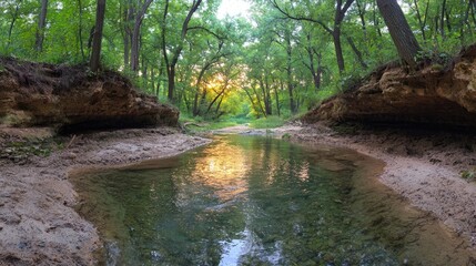 Sunlight streams through forest creek bed