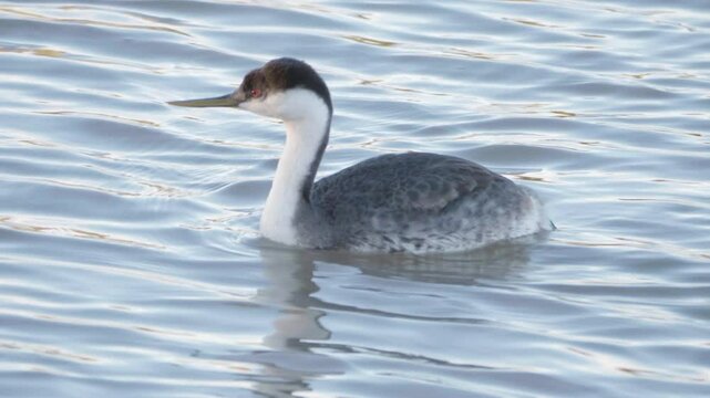 Western Grebe Diving Into Water