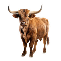 Majestic Highland Cow on Transparent Background