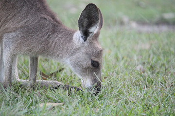 Kangaroo eating grass. 