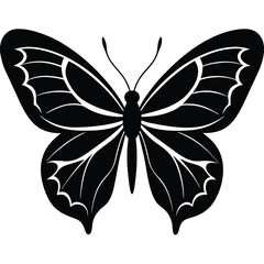 Vector illustration of butterfly on white background. There are two versions, black shape and black and white. Butterflies silhouette. 