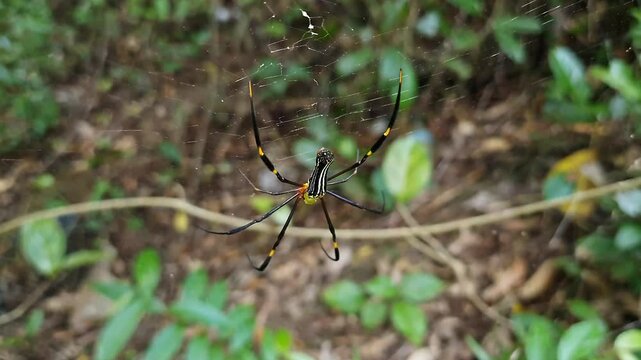 A macro shot of a Golden Orb-Weaving Spider or Joro Spider waiting for prey on its web