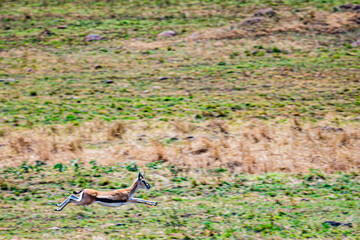 impala antelope in the savannah