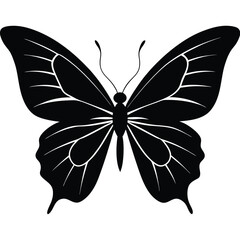 Vector illustration of butterfly on white background. There are two versions, black shape and black and white. Butterflies silhouette. 