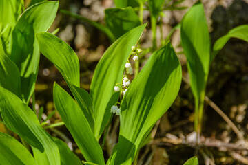 Lily of the valley (Convallaria majalis) in blossom