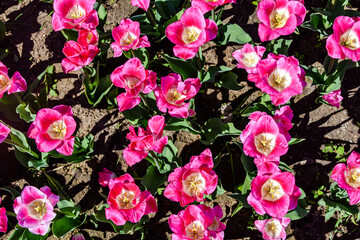 Blooming tulips in flower bed at the city park