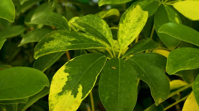The large leaves of the tropical schefflera plant sway in the wind in the Mediterranean country. Wildlife.
