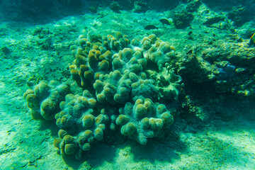 Colonies of the corals (Turbinaria) at coral reef in Red sea