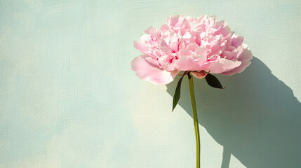 Elegant pastel pink peony flower with lush petals and green leaves on a soft mint background, casting a delicate shadow, perfect for nature, wedding, beauty, and floral design themes