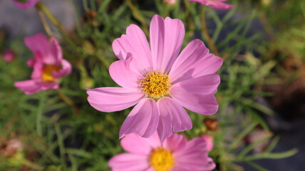 Obraz premium beautiful pink cosmos flower in the home garden